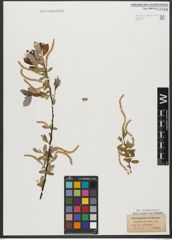 Foto von Salix triandra var. villarsiana (Flüggé ex Willd.) P. Fourn.